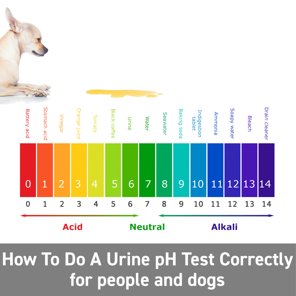 Urine pH Test Guide for Humans & Dogs Augustine Approved