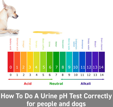 How To Do A Urine pH Test Correctly - for people and dogs