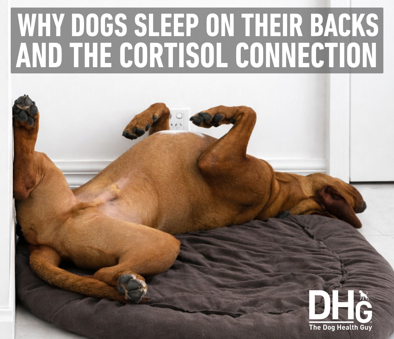 Why Dogs Sleep on Their Backs and the Cortisol Connection – Augustine ...