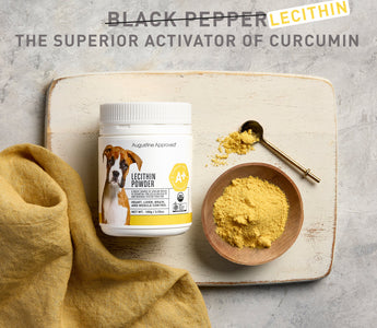 Lecithin - The Superior Activator of Curcumin