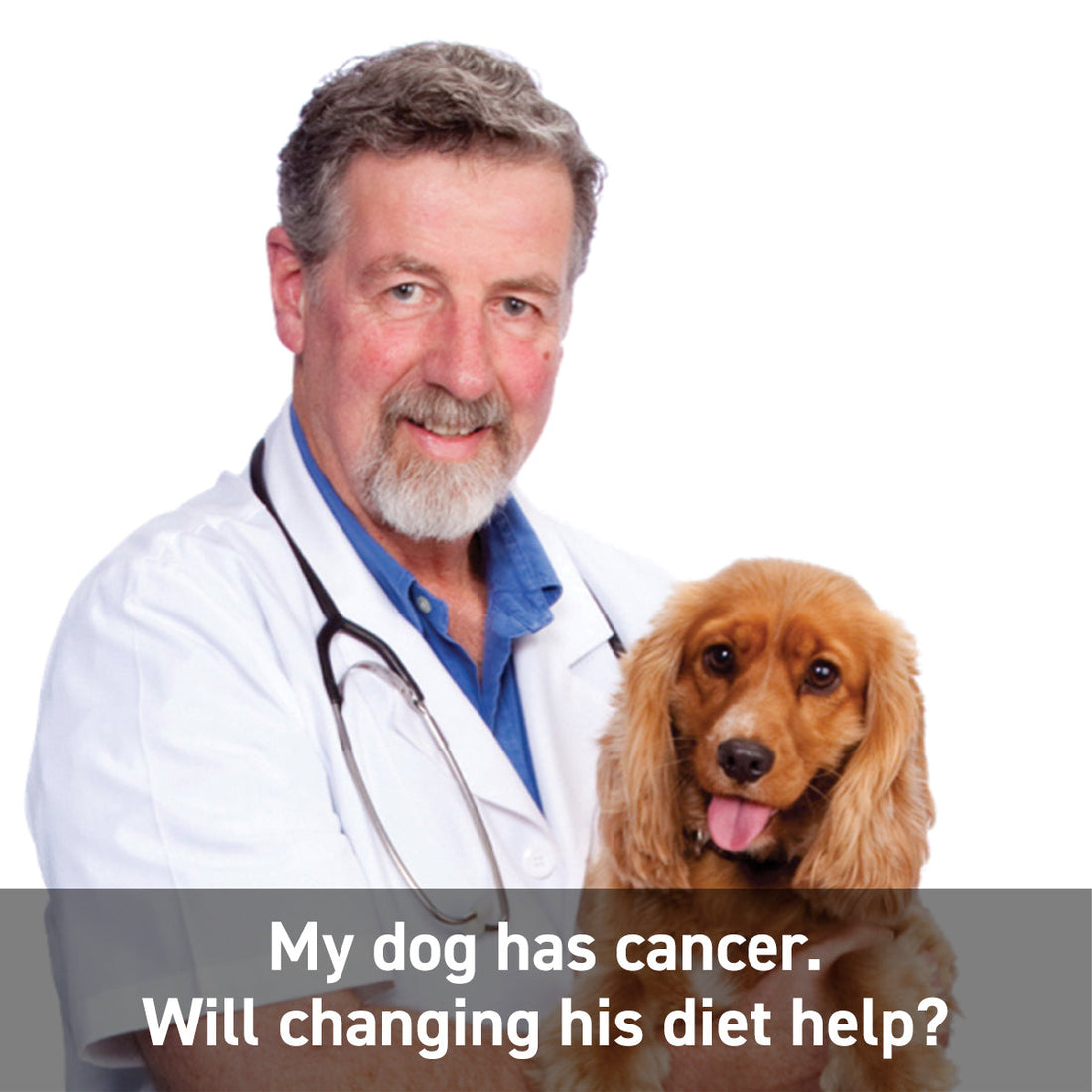 Curated visual reference: Picture Idea: Canine Cancer Diet Changes