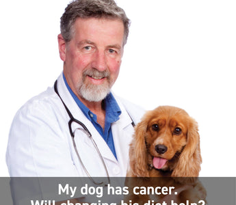 My dog has cancer. Will changing his diet help?