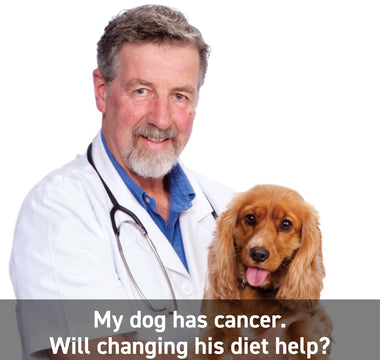 My dog has cancer. Will changing his diet help?