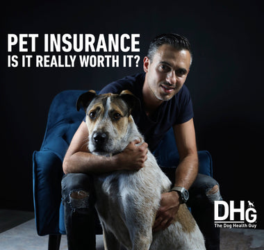 Pet Insurance - Is It Really Worth It?