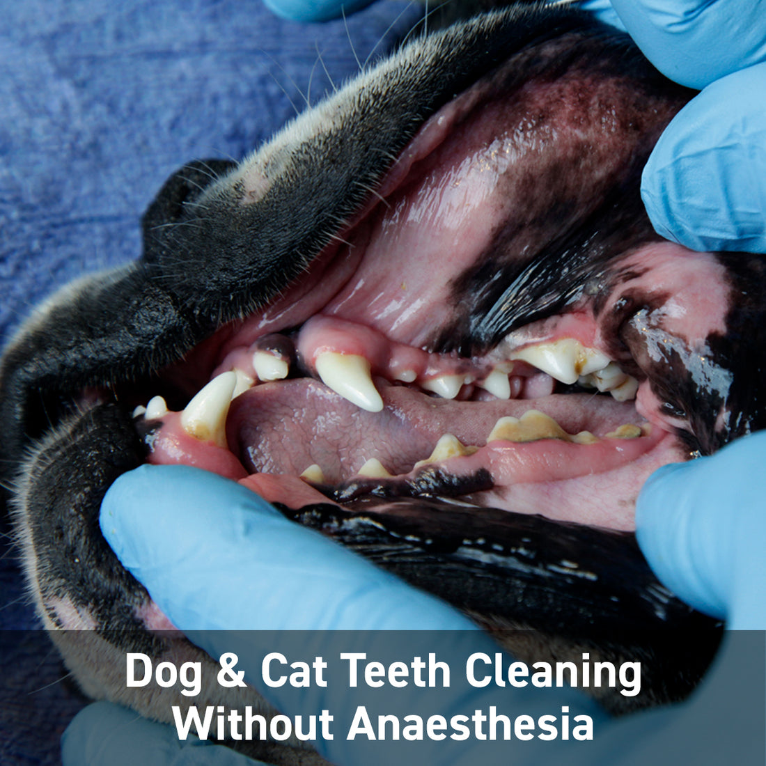 Dog & Cat Teeth Cleaning Without Anaesthesia – Augustine Approved