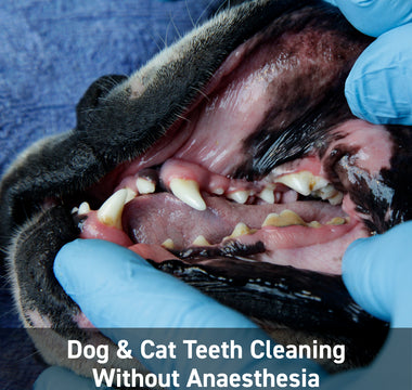 Dog & Cat Teeth Cleaning Without Anaesthesia