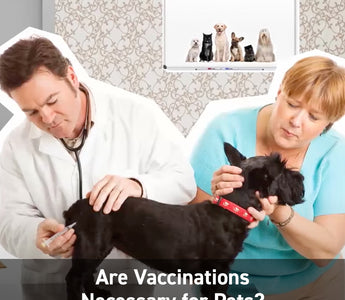 Are Vaccinations Necessary For Pets?