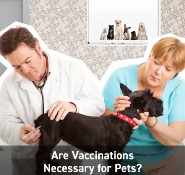 Are Vaccinations Necessary For Pets?