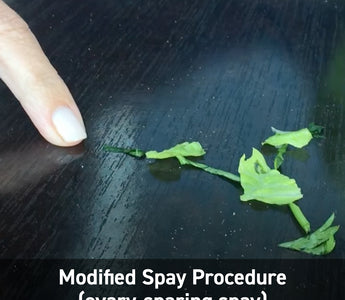 Modified Spay Procedure (ovary-sparing spay)